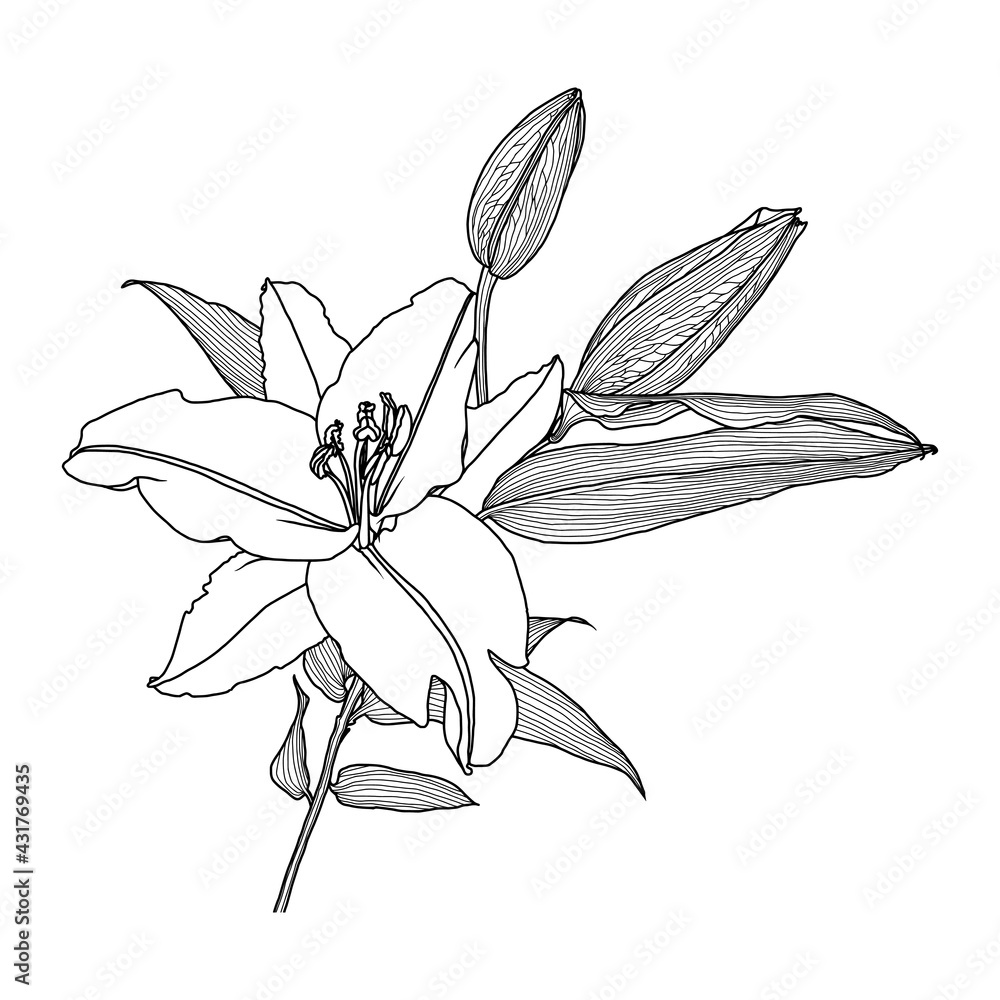 Realistic linear drawing of lily flower with leaves and buds, black graphics on a white background, modern digital art. Element for design. Realistic linear drawing of lily flower with leaves and buds, black graphics on a white background, modern digital art. Element for design.
