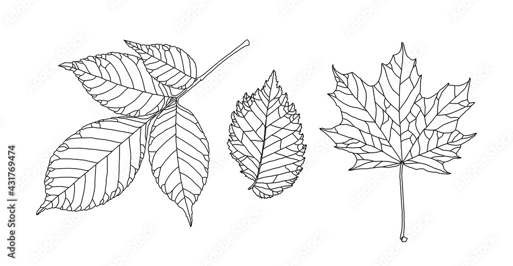 Set of leaves of different trees. Ash, maple, elm leaves in a veined line graphic on a white background. Vector illustration. Design elements for coloring, invitation, banner, print, poster. Set of leaves of different trees. Ash, maple, elm leaves in a veined line graphic on a white background. Vector illustration. Design elements for coloring, invitation, banner, print, poster.
