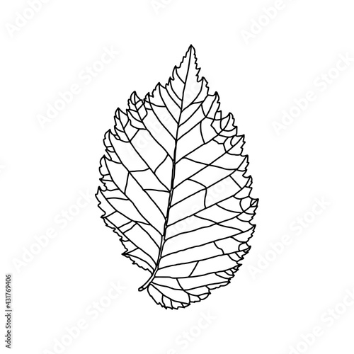 Stylized drawing of leaf of an elm tree with decorative veins isolated on a white background. Vector illustration. Design element for coloring book, card, invitation, banner, poster in line art style