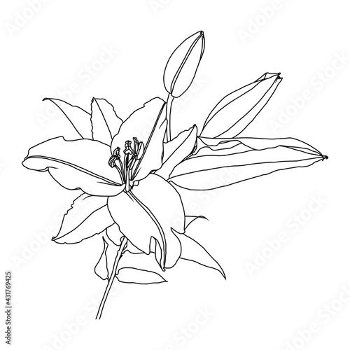 Realistic linear drawing of lily flower with leaves and buds, black graphics on white background, modern digital art. Element for design. © Svetlana Moskaleva