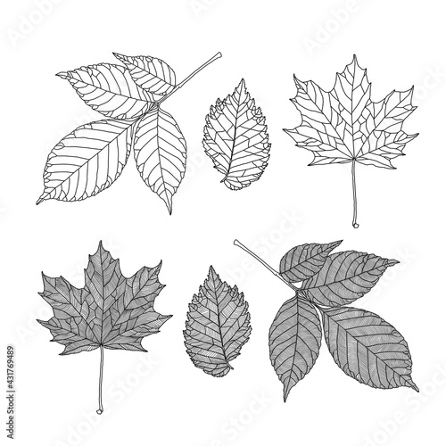 Set of leaves of different trees. Ash, maple, elm leaves in veined line graphic on white background. Vector illustration. Design elements for coloring, invitation, banner, print, poster.