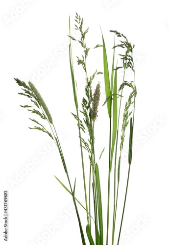 Green grass in spring isolated on white background with clipping path