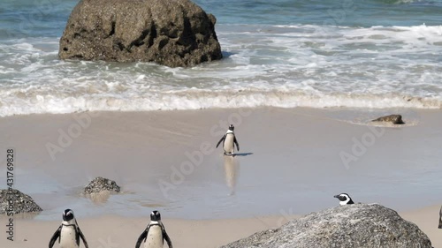 African penguins at Boulders Beach in Simons Town, near Cape Town, South Africa. 