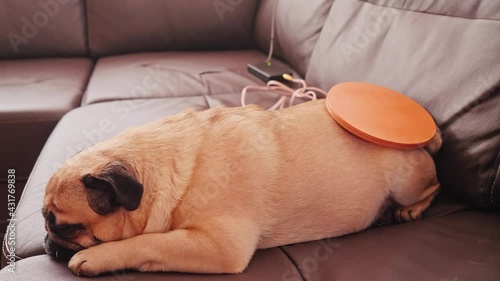 Side view of dog lying on sofa with Mishin coil on low part of its spine. Taking care of domestic animals.