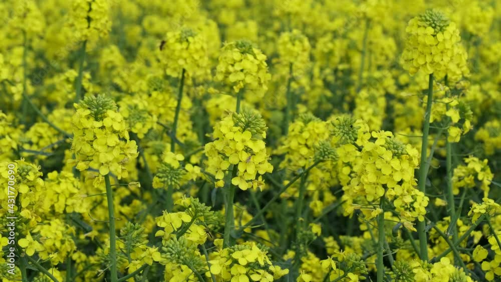 Oil rape,closeup of blossoming canola plants in field, zoom out and selective focus Oil rape,closeup of blossoming canola plants in field, zoom out and selective focus