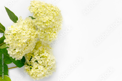 Greeting card with white tender hydrangea for mother's day.