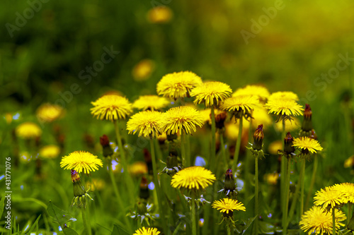 Beautiful view of yellow dandelions and wildflowers in a field