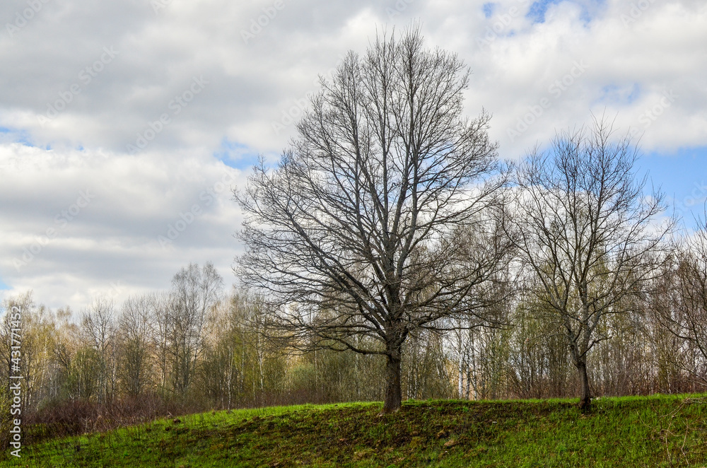 trees in spring trees in spring