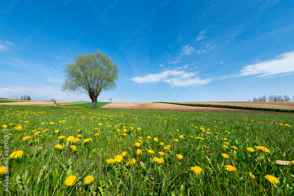Beautiful spring landscape with yellow dandelion flowers and lonely willow tree