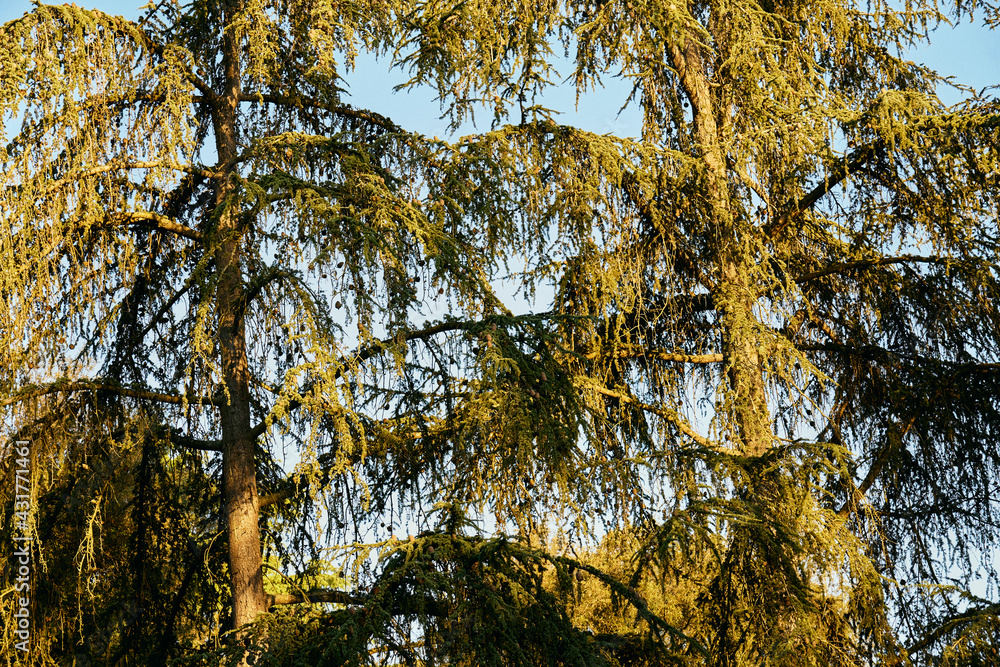 Fototapeta premium Forest pine trees