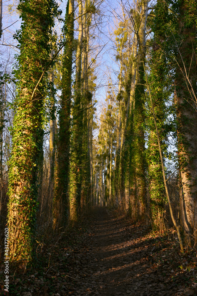 Fototapeta premium Chemin en perspective entre les arbres aux étangs de Cergy (95000), département du Val-d'Oise en région Île-de-France, France