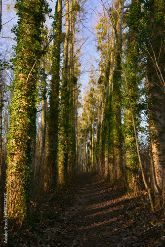 Fototapeta Naklejka Na Ścianę i Meble -  Chemin en perspective entre les arbres aux étangs de Cergy (95000), département du Val-d'Oise en région Île-de-France, France