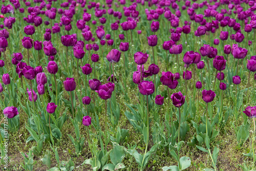 Field of tulips in the garden