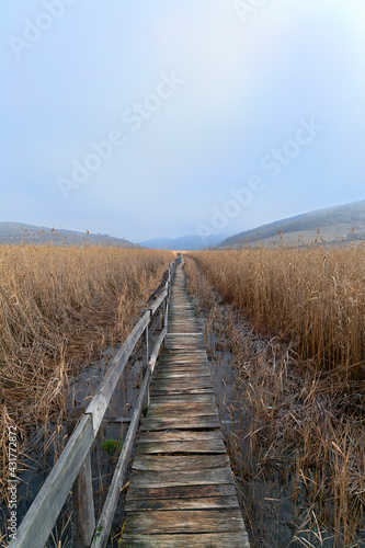 wooden bridge into the marshland © taviphoto