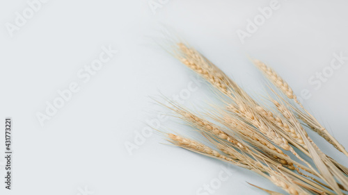 Ears of wheat on grey background, copy space