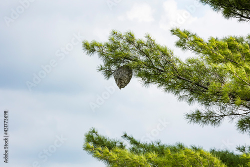 A large wasp or hornet nest on the end of a pine tree branch.