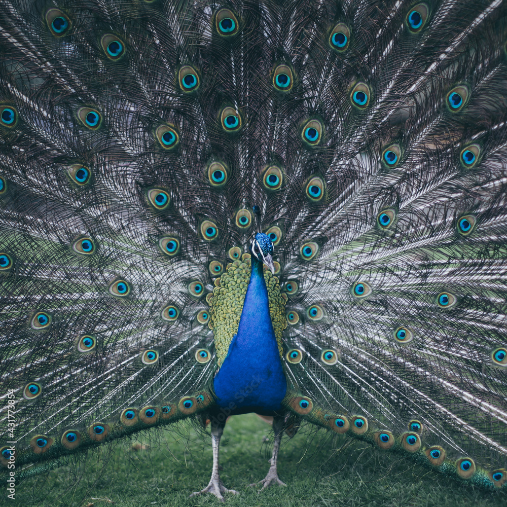 Obraz premium peacock