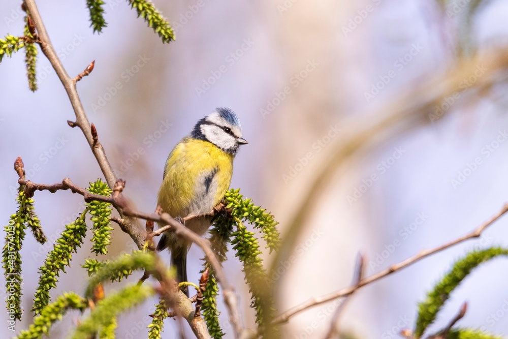 A portrait of a Eurasian blue tit perched on a small twig of a tree or bush. The cyanistes caeruleus passerine bird is hunting for insects on the vegetation growing on the branch. A portrait of a Eurasian blue tit perched on a small twig of a tree or bush. The cyanistes caeruleus passerine bird is hunting for insects on the vegetation growing on the branch.