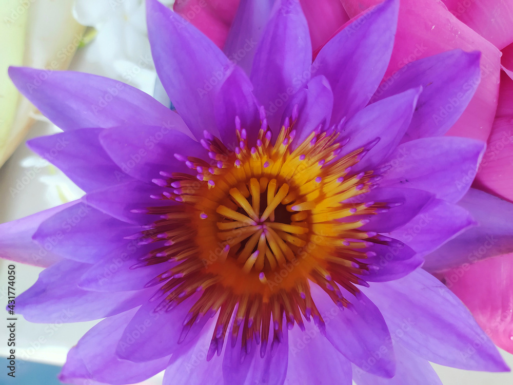 The portrait of blue lotus flower - Stock photo The portrait of blue lotus flower - Stock photo