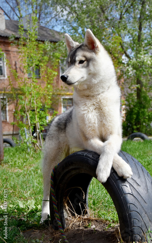 smart dog siberian husky resting in the yard after training 