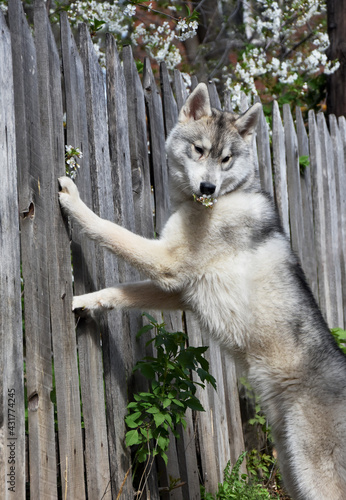 a thoroughbred smart young dog Siberian husky climbs into a blooming cherry orchard through an old wooden fence 