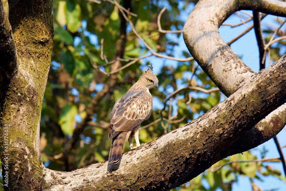 Crested Hawk Eagle, Nisaetus cirrhatus on tree branch. Bandhavgarh National Park, Madhya Pradesh, India Crested Hawk Eagle, Nisaetus cirrhatus on tree branch. Bandhavgarh National Park, Madhya Pradesh, India