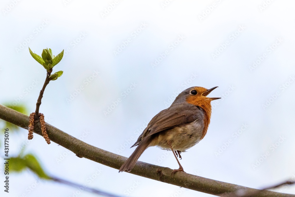 A close up portrait of a red breast passerine bird or European robin sitting on a branch of a tree in a forest chirping and singing to other birds. The bird is perched and has its beak or mouth open.
