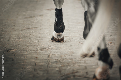 Legs of a sporting savvy horse in knee-caps