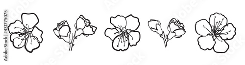 Blooming sakura. Hand drawn cherry flower isolated