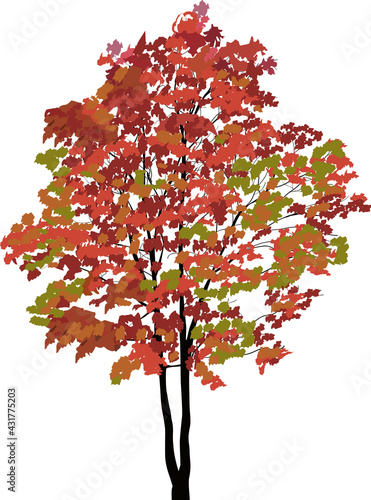 red and green maple tree isolated on white