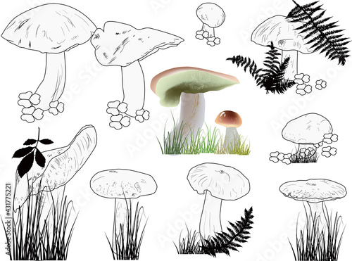 cep mushrooms outlines on white