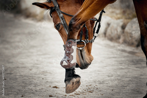 Equestrian sport. The horse rubs its muzzle against its front leg. Portrait sports red stallion in the bridle.