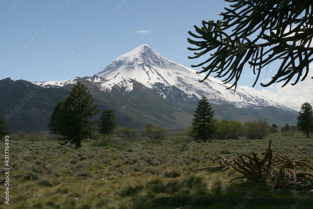 Fototapeta premium Volcan lanin et araucaria du Chili - 2008 11 04 203448 Argentine - Junin & PN Lanin - 237