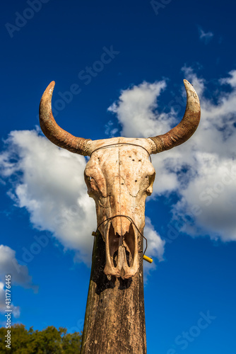 Cow skull. Rural acenery, landscape.