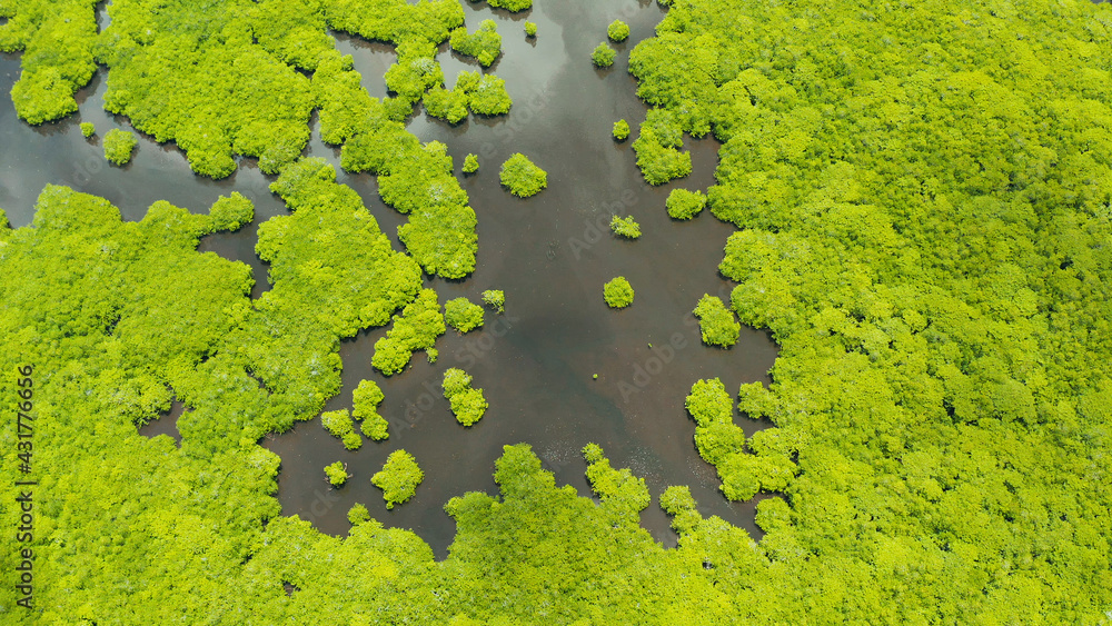 Mangrove rainforest with green trees in the sea water, aerial view. Tropical landscape with mangrove grove.