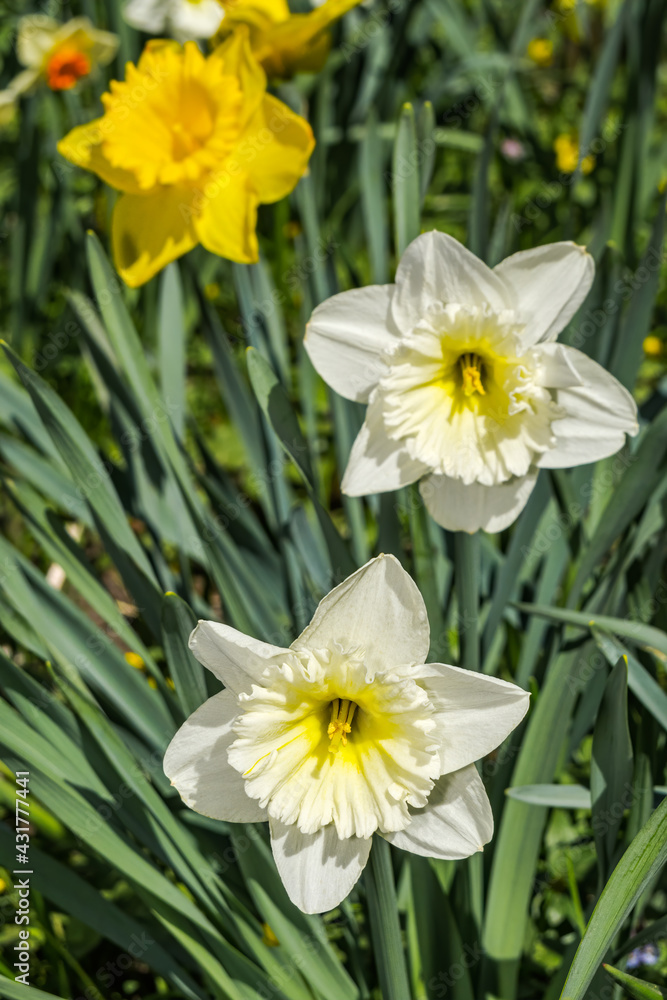 Big-cupped Narcissus (Narcissus x hybridus) in park Big-cupped Narcissus (Narcissus x hybridus) in park