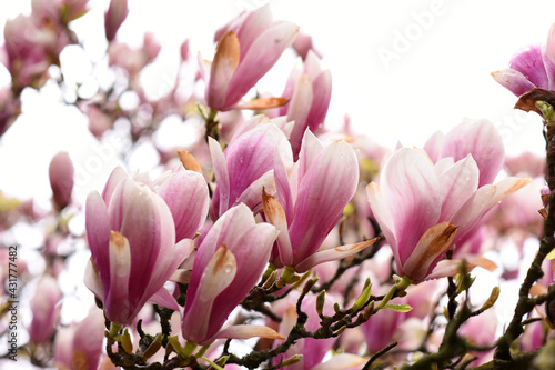 Spring blooming big pink Magnolia flower in the park. High quality photo. Czech republic, Europe. © Alena