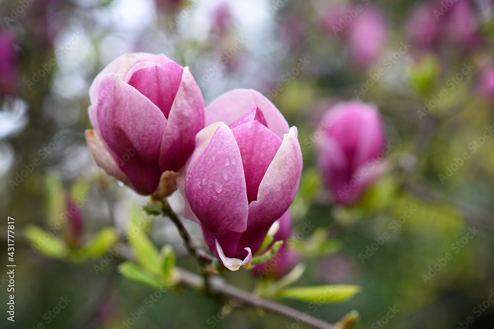 Spring blooming big pink Magnolia flower in the park. High quality photo. Czech republic, Europe. Spring blooming big pink Magnolia flower in the park. High quality photo. Czech republic, Europe.