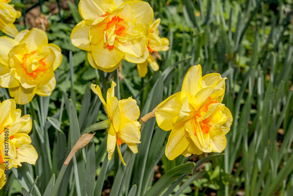 Double Narcissus (Narcissus x hybridus) in park Double Narcissus (Narcissus x hybridus) in park