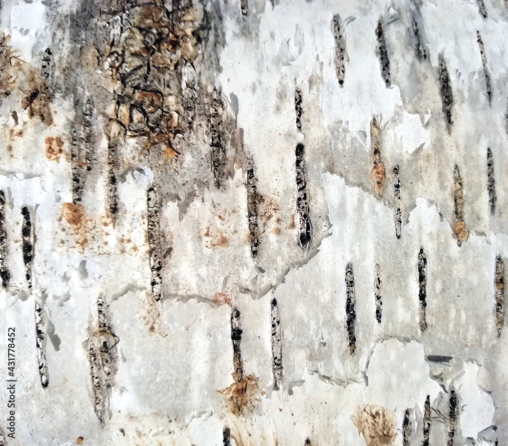 Close-up of birch bark. Natural background of birch bark. Birch texture close-up