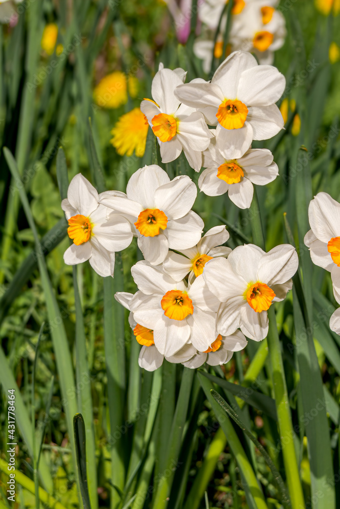 Chinese Sacred Lily (Narcissus tazetta) in garden Chinese Sacred Lily (Narcissus tazetta) in garden