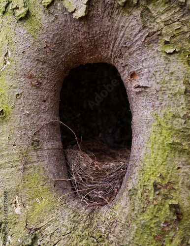 tree hollow