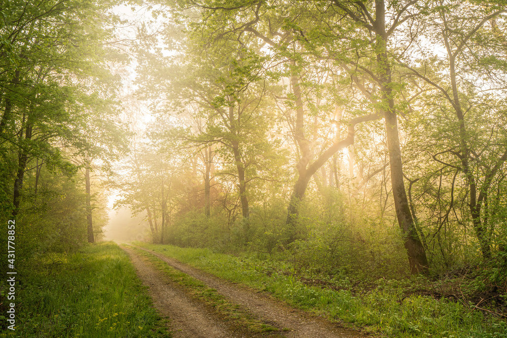 Naklejka premium Misty morning in the woods