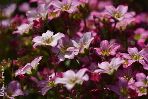 Wallpaper Mural Saxifraga - Flowers pink purple plants saxifrage (steinbrech) Torontodigital.ca