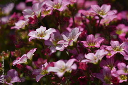 Saxifraga - Flowers pink purple plants saxifrage (steinbrech)