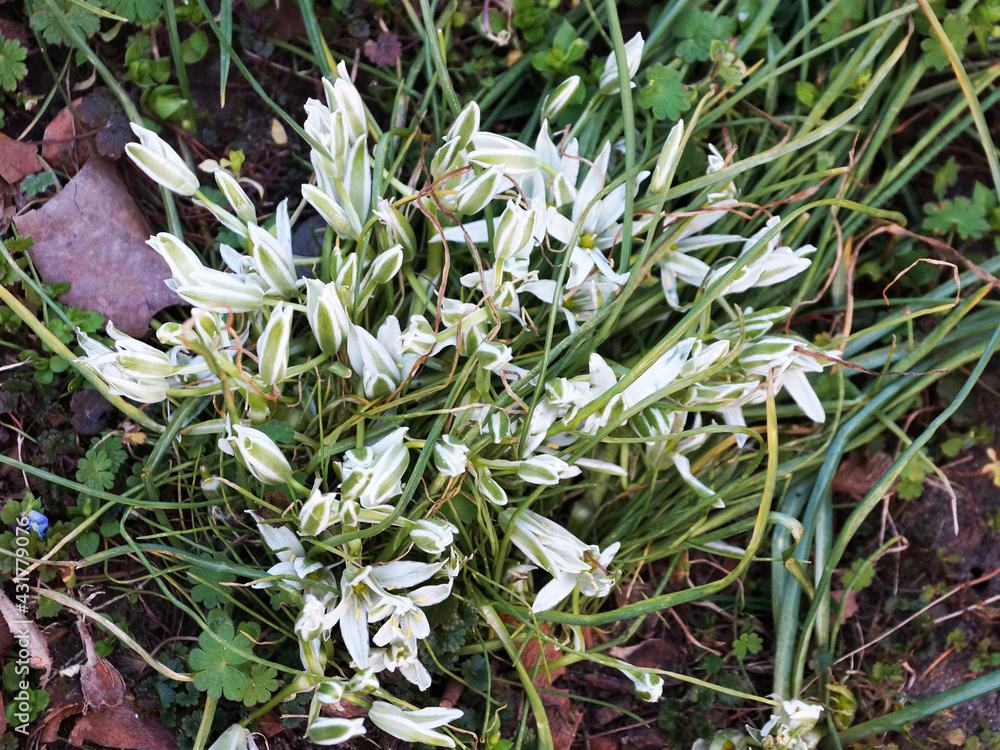 Obraz premium white flowers of snowdrops primroses in spring green grass