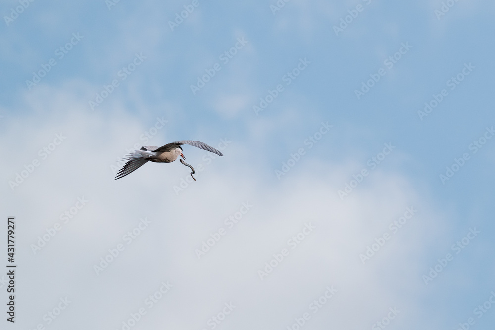 Common tern in flight with a river lamprey