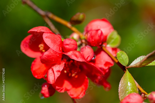 Red flowers of blooming bush of quince in the garden  springtime