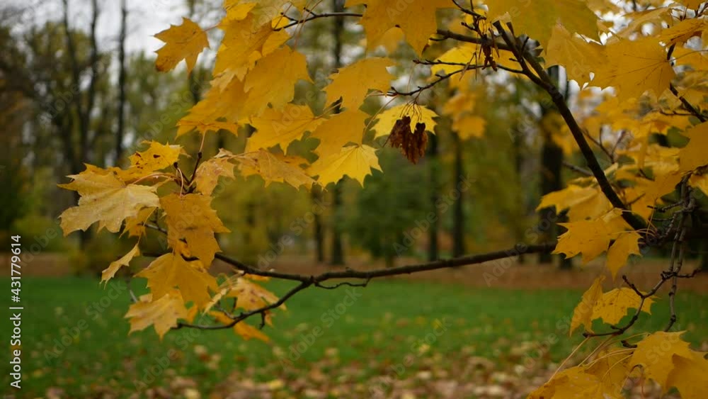 Autumn, leaf fall, sunny day in the autumn forest. Golden autumn - colorful leaves on the trees, a kaleidoscope of color and light during the fall. Autumn, leaf fall, sunny day in the autumn forest. Golden autumn - colorful leaves on the trees, a kaleidoscope of color and light during the fall.