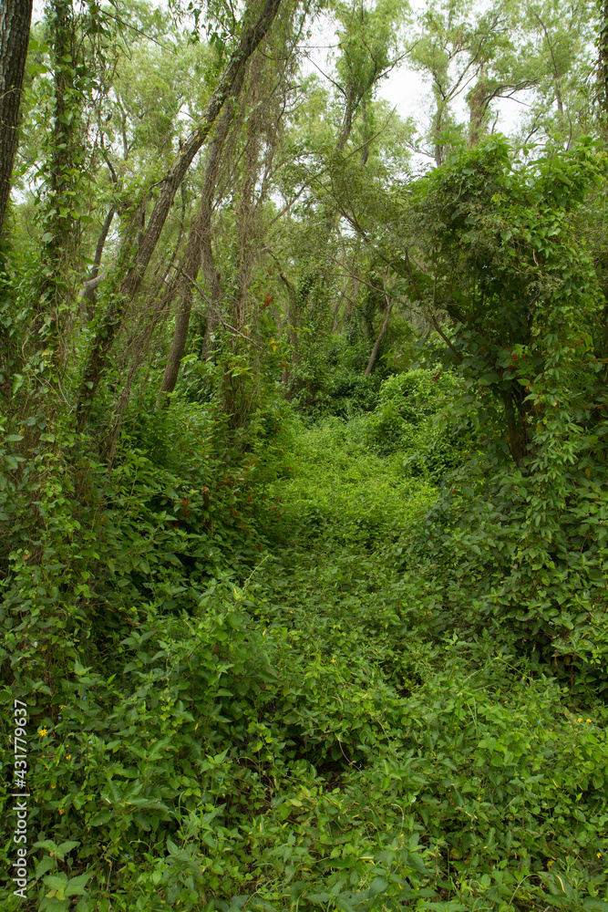 Forest background. View of the green leaves foliage and lush vegetation in the jungle. Forest background. View of the green leaves foliage and lush vegetation in the jungle.